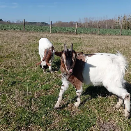 Bed & Breakfast Moulin De La Diversiere, Avec Piscine En Pleine Nature