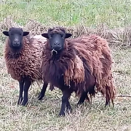 Bed & Breakfast Moulin De La Diversiere, Avec Piscine En Pleine Nature 3*