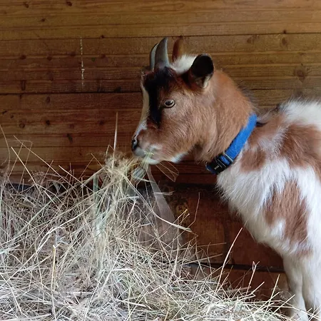 Moulin De La Diversiere, Avec Piscine En Pleine Nature Savigné-sous-le-Lude